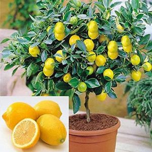 Lemon Bonsai Tree Seeds, 20 Seeds,Grow a Delicious Fruit Bearing Bonsai Tree – Ships from Iowa.