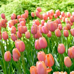 Single Late Menton Tulip – Spring Beauty, Perennial Tulip Bulbs for Planting | Perfect Addition to Any Garden – Spectacular Tulip Blooms (6 Pack)