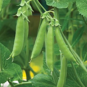 Burpee Sugar Snap Pea Seeds 300 seeds