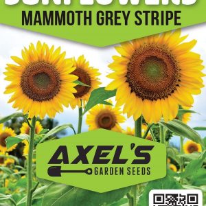 25 Mammoth Sunflower Seeds – Grow Giant Sun Flowers in Your Garden – Non GMO Heirloom Seeds – Full Planting Instructions for Easy Grow – Great Gardening Gifts (1 Packet)