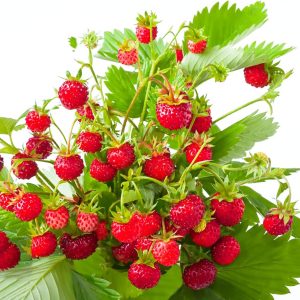 1000 Pcs Wild Strawberry Seeds Sweet Wild Strawberry Seeds for Planting Fragaria Vesca Seeds Heirloom Non GMO Edible Berry Fruit Garden Seeds